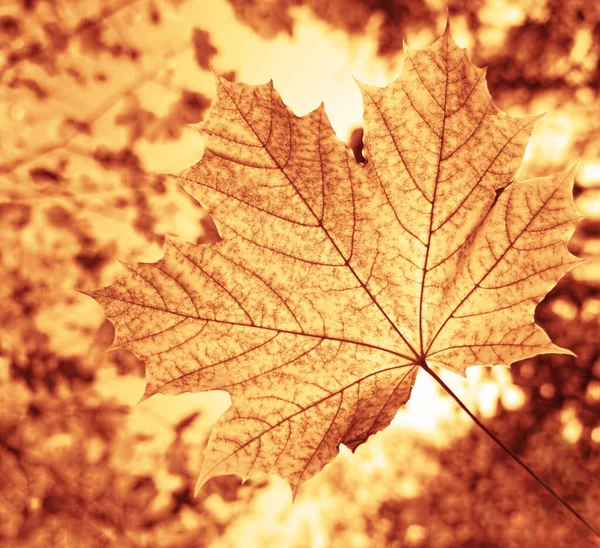 Mano Sosteniendo Hoja Otoño Amarillo Caída Arce Deja Parque Hola — Foto de Stock