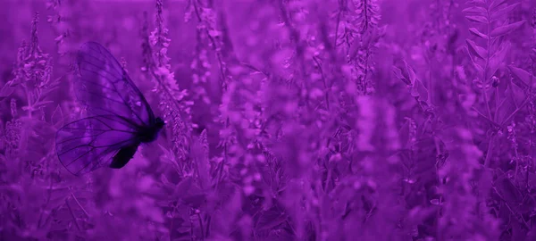 Borboleta Roxa Fundo Prado Selvagem Flores Violetas Primavera Verão Pano — Fotografia de Stock