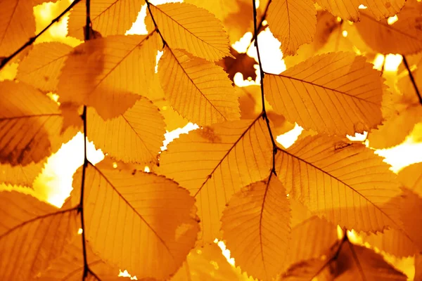 Осенние Листья Вязу Ярко Желтая Фотография Подсветкой Осенний Фон — стоковое фото