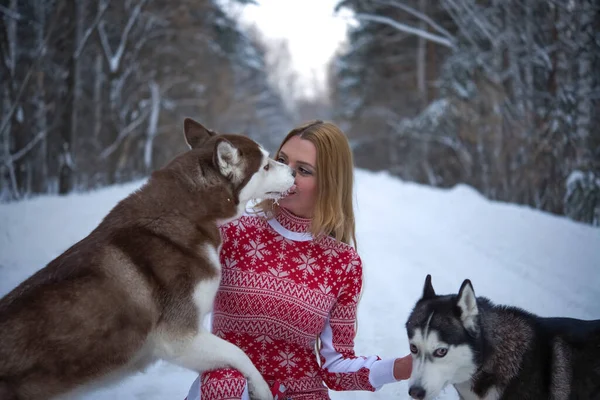 Menina Com Seus Dois Cães Floresta Inverno Husky Lambe Rosto — Fotografia de Stock