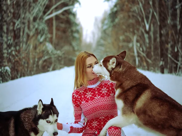 Menina Com Seus Dois Cães Floresta Inverno Husky Lambe Rosto — Fotografia de Stock