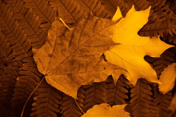 Fern Leaves Fallen Colorful Maple Leaves Autumn Forest — Stock Photo, Image