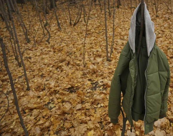 Chaqueta Verde Colgando Árbol Temporada Otoño — Foto de Stock