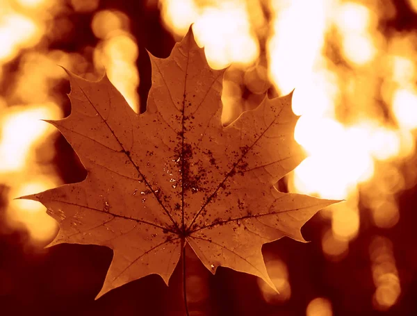 Een Bruin Geel Esdoornblad Herfst Winter Seizoen Met Wazige Achtergrond — Stockfoto