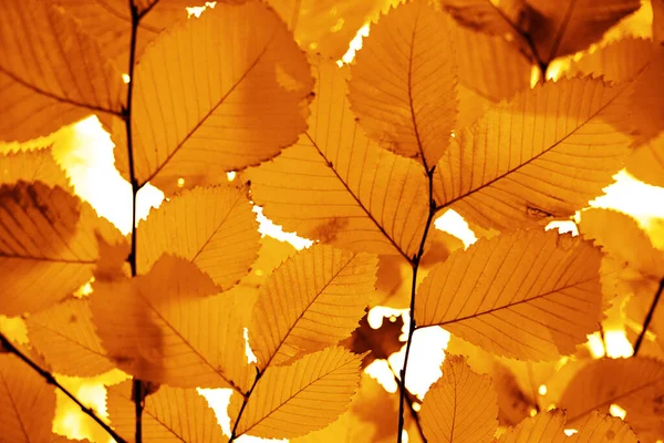Осенние Листья Вязу Ярко Желтая Фотография Подсветкой Осенний Фон — стоковое фото