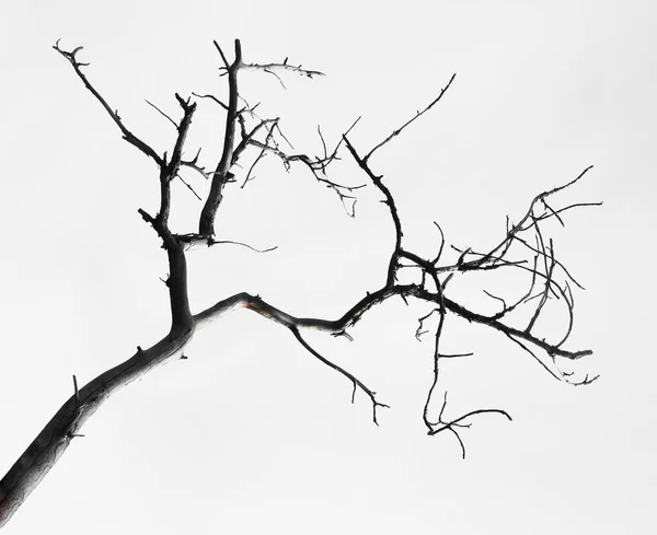 Branche Morte Arbre Isolé Sur Fond Blanc — Photo