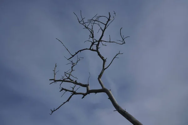 Branche Arbre Sur Fond Bleu Ciel — Photo