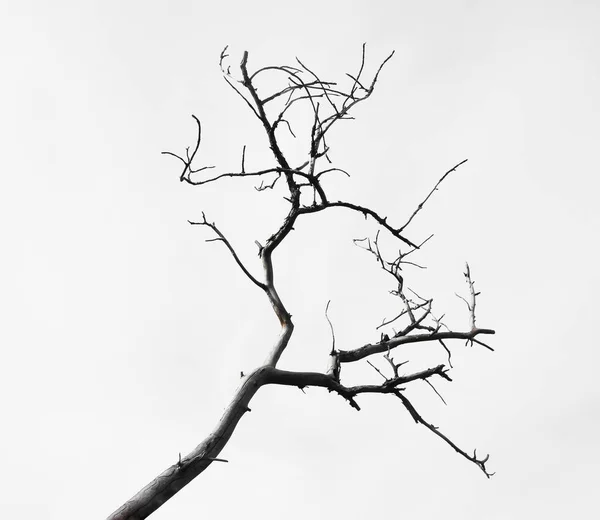 枯死的树枝在白色背景下隔离 — 图库照片
