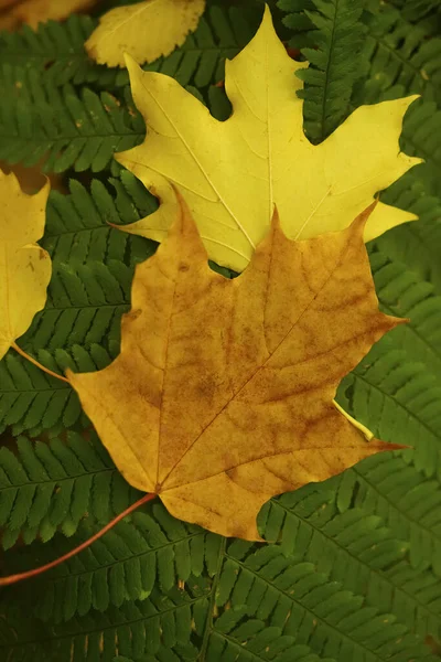 Varen Bladeren Met Gevallen Kleurrijke Esdoorn Bladeren Herfstbos — Stockfoto