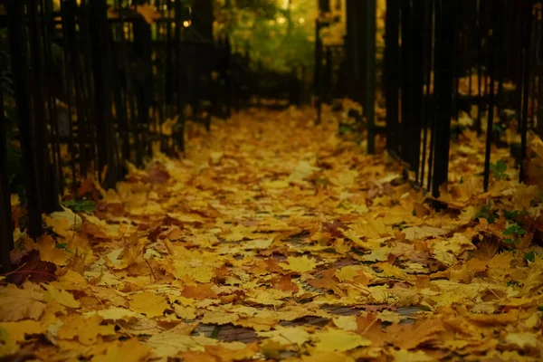 Yellow Autumn Leaves Ground Walkway — Stock Photo, Image