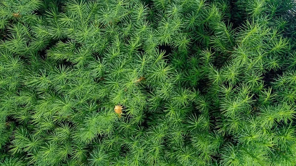 신선한 녹색의 침 엽 수 — 스톡 사진