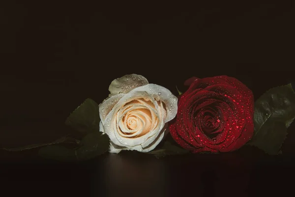 Macro primo piano di due rose, sfondo cerimoniale con gocce d'acqua Fotografia Stock