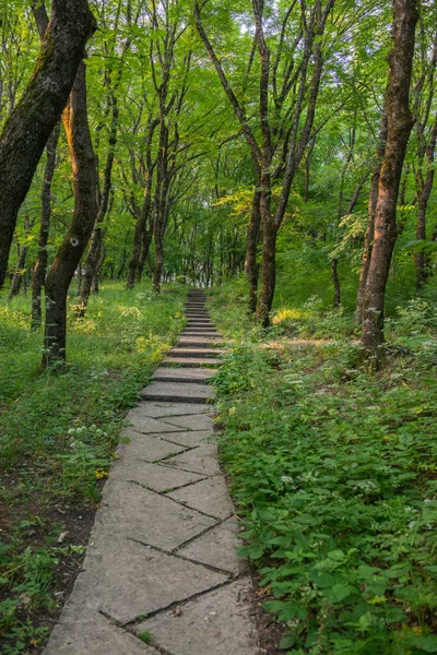 Osobní perspektiva chůze na cestě v lese. — Stock fotografie
