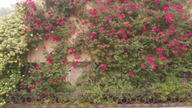 Duvarda pembe çiçek, yeşil doğa