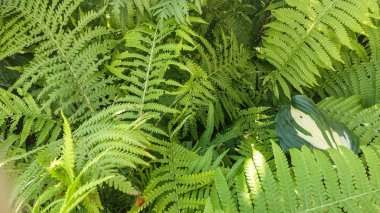 Tropikal yapraklar, çiçek desen arka plan, gerçek fotoğraf