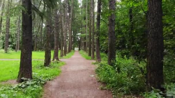 Persoonlijk perspectief van het lopen op een wandelpad in het bos — Stockvideo