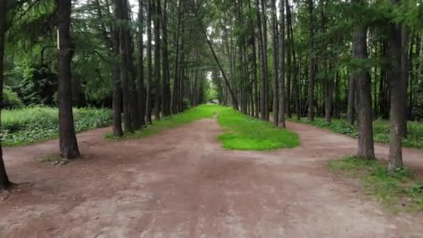 在森林中的路径上行走的个人角度 — 图库视频影像