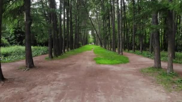 Personal perspective of walking on a path in the forest — Stock Video