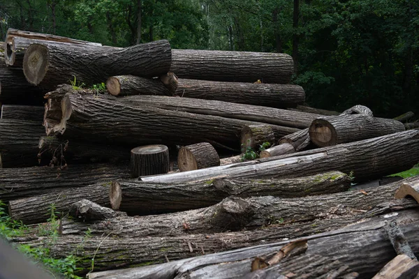 Troncos de madera de corte natural texturizados en un parque —  Fotos de Stock