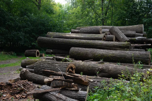 Wooden natural cut logs textured in a park — Stock Photo, Image