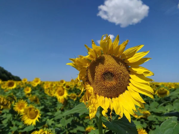 Blooming sunflowers in the bright sunny day with blue sky in the background — Stock Photo, Image