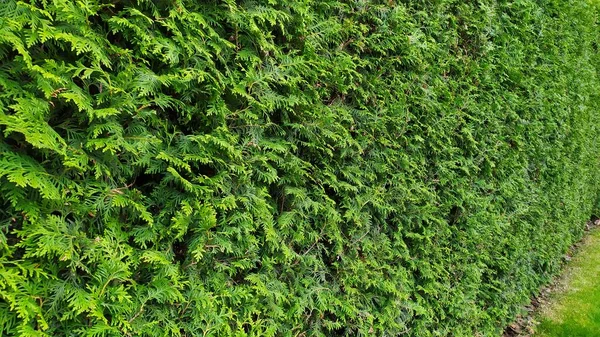 Zielona ściana Tło z drzew iglastych Ogrodu — Zdjęcie stockowe