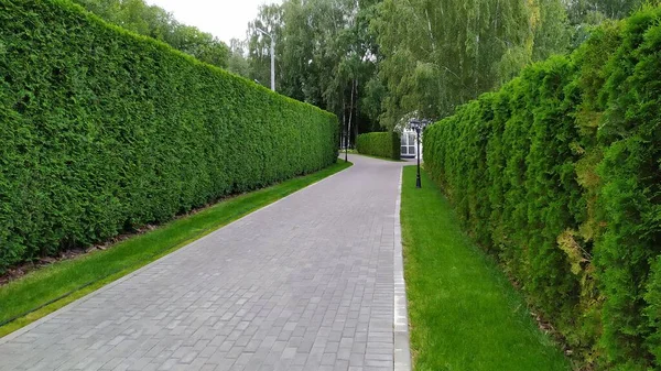 Mirando por un camino de grava de un alto laberinto de setos. Sendero rodeado a ambos lados por un alto seto en un jardín formal — Foto de Stock