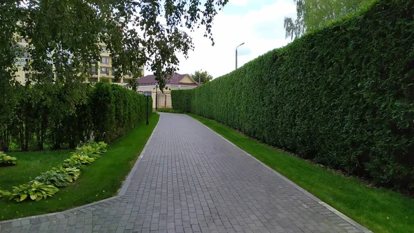 Looking down a gravel path of a tall hedge maze. Path surrounded on both side by a tall hedgerow in a formal garden