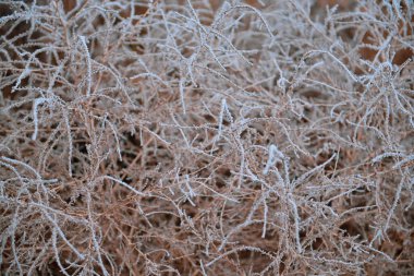 Sonbaharda donmuş bitkiler. Kuru çiçekler kırağı kaplamış.