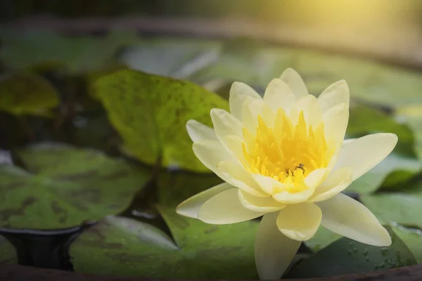 Yellow lotus flower with little bee in large water jar. Two little bees keep pollen from lotus flower.