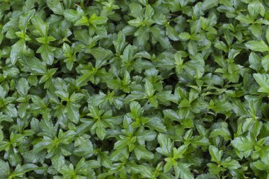 Taze yeşil yaprakları desen arka plan. Soyut doğal yeşil yaprakları doku.