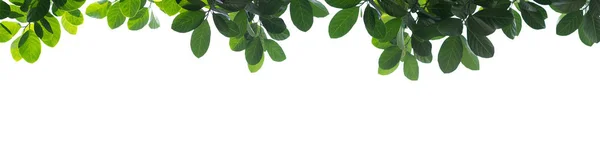 Csoportok friss zöld levelek rendezett fehér háttér épít egy természetes keret panoráma formátumban. Jogdíjmentes Stock Fotók