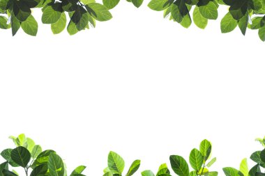 Beyaz arkaplanda kopyalama alanı olan taze yeşil yapraklar.