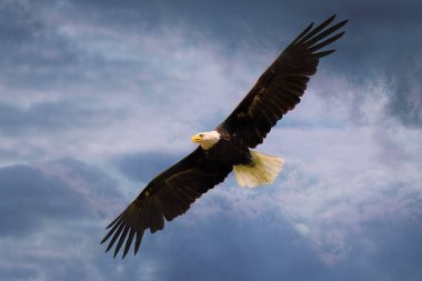 Amerikan kartal geniş açık kanatları ile dramatik gökyüzü üzerinde uçan.