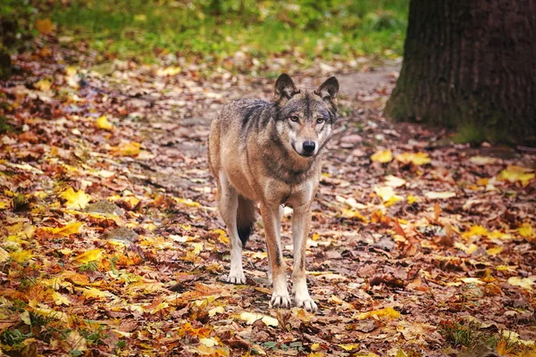 Волк в осеннем лесу, дикая природа — стоковое фото