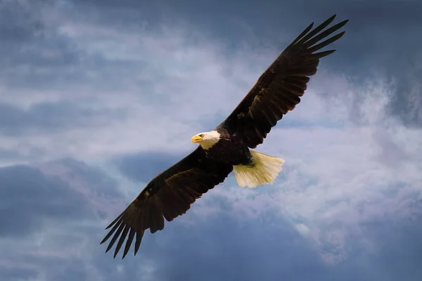 Amerikanischer Adler fliegt mit weit geöffneten Flügeln über dramatischen Himmel. — Stockfoto