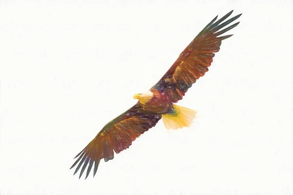American eagle flying with wide open wings, drawing artwork, con — Stock Photo, Image