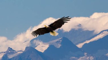 Kel kartal uçan ve yavaş yavaş ve görkemli gökyüzü ove üzerinde kayma