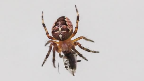 クモが巣の中でハエを食べるマクロショット — ストック動画