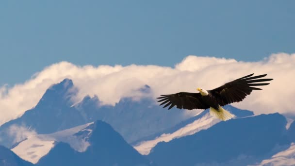 Águia Careca Voando Deslizando Lentamente Majestoso Céu Sobre Altas Montanhas — Vídeo de Stock