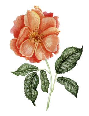  Sonbahar yükseldi. Botanik illüstrasyon. Düğün, kartpostallar, duvar kağıdı, tekstil, sckrapbooking ve diğer nesneler için kullanılabilir. Beyaz izole.