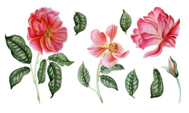 Sonbahar gül kümesi. Botanik illüstrasyon. Sulu boya çiçekler. Düğün, kartpostallar, duvar kağıdı, tekstil, sckrapbooking ve diğer nesneler için kullanılabilir. Beyaz izole.