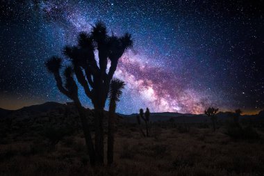 Joshua tree and the milky way clipart