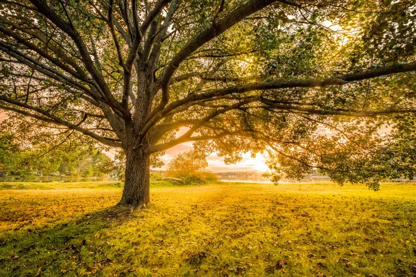 Puesta de sol de otoño en Parsippany, Nueva Jersey — Foto de Stock