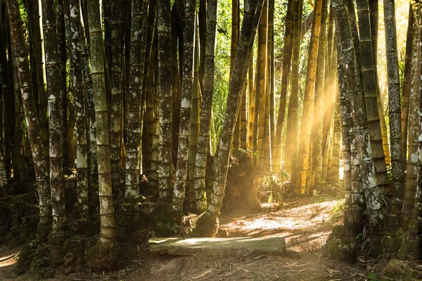 Floresta de bambu gigante — Fotografia de Stock