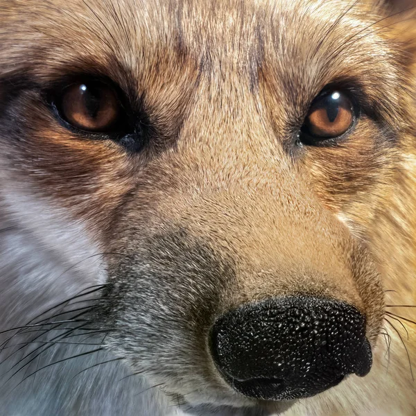 Wschodniej American red fox — Zdjęcie stockowe