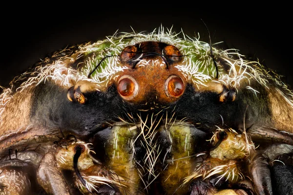 Retrato de uma aranha orbweaver — Fotografia de Stock