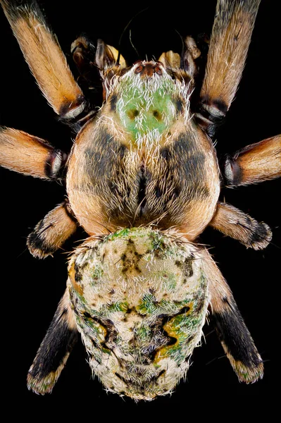 Vista superior de uma aranha orbweaver — Fotografia de Stock
