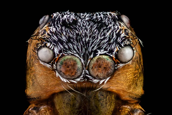 Retrato de una araña saltadora magnificado 10 veces — Foto de Stock