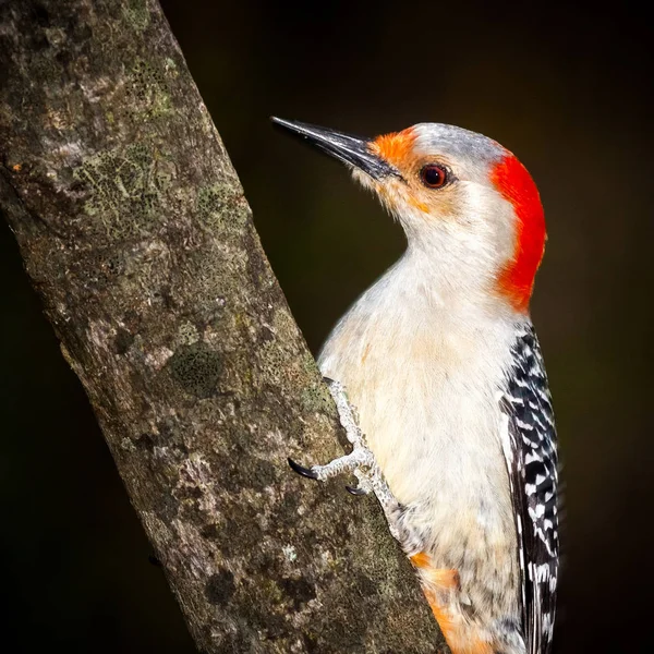 Male Downy Woodpecker — Fotografie, imagine de stoc